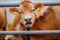 Portrait cows red jersey stand in stall eating hay. Dairy farm livestock industry Royalty Free Stock Photo