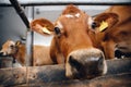 Portrait cows red jersey stand in stall eating hay. Dairy farm livestock industry Royalty Free Stock Photo