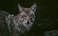 Portrait of coyote staring with orange eyes Royalty Free Stock Photo