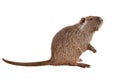 Portrait of a coypu, sitting in profile