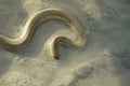 Portrait of a Crab Eater Snake