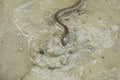 Portrait of a Crab Eater Snake