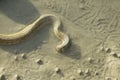 Portrait of a Crab Eater Snake