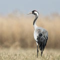 Portrait of a crane standing in a meadow Royalty Free Stock Photo