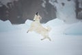 Portrait of crazy, cute and happy golden retriever dog jumping outdoors on the snow in winter Royalty Free Stock Photo