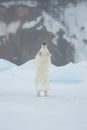 Portrait of crazy, cute and happy golden retriever dog jumping outdoors on the snow in winter Royalty Free Stock Photo