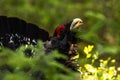 A portrait of a Western capercaillie, Tetrao urogallus, in Estonian boreal forest