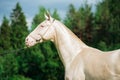 Portrait of creamello purebred akhalteke stallion Royalty Free Stock Photo