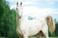 Portrait of creamello purebred akhalteke stallion