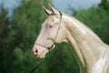 Portrait of creamello purebred akhalteke stallion