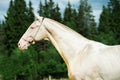 Portrait of creamello purebred akhalteke stallion