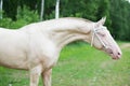 Portrait of creamello purebred akhalteke stallion