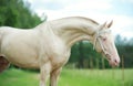 Portrait of creamello purebred akhalteke stallion