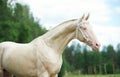 Portrait of creamello purebred akhalteke stallion Royalty Free Stock Photo