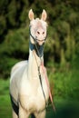 Portrait of creamello purebred young akhalteke stallion