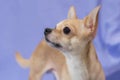 Portrait of creamy curious Chihuahua puppy looking up against blue background