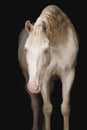 Portrait of cremello andalusian horse Royalty Free Stock Photo