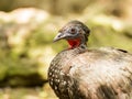 Portrait of Crested Guan bird Royalty Free Stock Photo