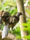 Portrait of Crested Guan birds