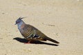 Portrait of a crested pigeon