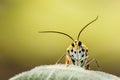 A portrait of a Crimson Speckled moth facing the camera face front against a smooth green and yellow background. the scientifc nam