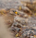 Portrait of Croaking Ground Dove