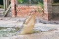 Portrait of crocodile chewing chicken meat in the pond at the mini zoo crocodile farm Royalty Free Stock Photo