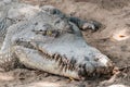 Portrait of crocodile covered in soil at the mini zoo crocodile farm in Miri. Royalty Free Stock Photo