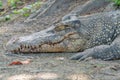 Portrait of crocodile on the ground at the mini zoo crocodile farm in Miri. Royalty Free Stock Photo