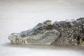 Portrait crocodile head and teeth isolate Royalty Free Stock Photo