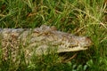Crocodile Closeup Portrait Royalty Free Stock Photo