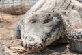 Portrait of crocodile laying on the sandy ground at the mini zoo crocodile farm in Miri. Royalty Free Stock Photo