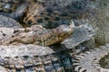 Portrait of a crocodile looking in the camera Royalty Free Stock Photo