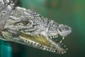 Portrait of a crocodile lying with open mouth. Portrait of a crocodile Royalty Free Stock Photo