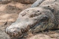 Portrait of crocodile masking in the soil at the mini zoo crocodile farm in Miri. Royalty Free Stock Photo