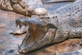 Portrait of crocodile with open maw and sharp teeth at the mini zoo crocodile farm in Miri. Royalty Free Stock Photo
