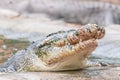 Portrait of crocodile in the pond at the mini zoo crocodile farm Royalty Free Stock Photo