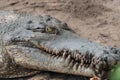 Portrait of crocodile on the sand at the mini zoo crocodile farm in Miri. Royalty Free Stock Photo