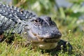 Portrait crocodile showing teeth in everglades clo