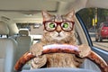Portrait of a cat with glasses driving a car