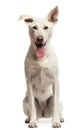Portrait of Crossbreed dog sitting
