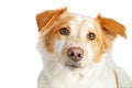 Portrait Crossbreed Dog Sweet Expression