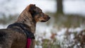 Portrait of a crossbreed dog