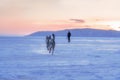 Portrait of a crossbreed dog and wolf running on frozen lake at sunset. Mountans on background.