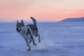 Portrait of a crossbreed dog and wolf running on frozen lake at sunset. Mountans on background.