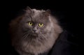 Portrait of crossbreed of siberian and persian cat on a black background Royalty Free Stock Photo