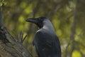 Portrait of Crow Sitting on Branch of Tree Royalty Free Stock Photo