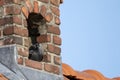 A portrait of a crow sitting on its nest in a brick stone chimney. Royalty Free Stock Photo