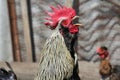 Portrait of crowing rooster