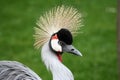 Portrait of a crowned crane bird Royalty Free Stock Photo